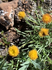 Erigeron mancus