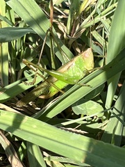 Conocephalini