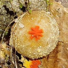 Calostoma ravenelii