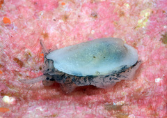 Scutus unguis