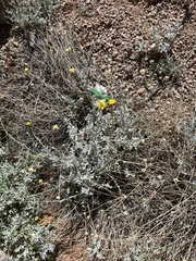 Baileya multiradiata
