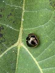 Coptosoma xanthogramma