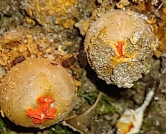 Calostoma ravenelii