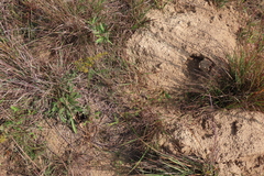 Geomys bursarius