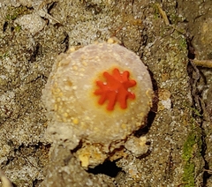 Calostoma ravenelii