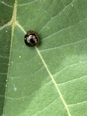 Coptosoma xanthogramma