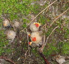 Calostoma ravenelii