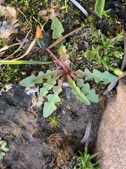 Taraxacum scopulorum