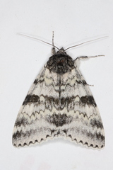 Catocala relicta
