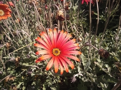 Asteraceae