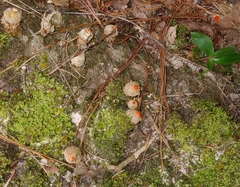 Calostoma ravenelii
