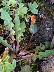 Taraxacum scopulorum