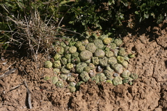 Euphorbia globosa