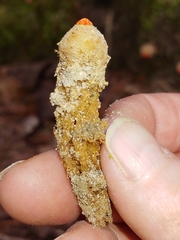 Calostoma ravenelii