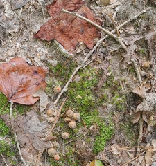 Calostoma ravenelii