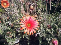 Asteraceae