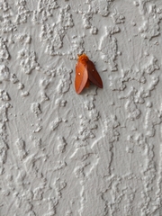 Anisota virginiensis