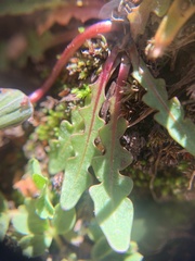 Taraxacum scopulorum