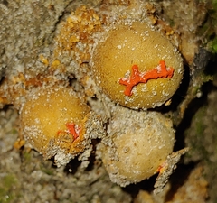 Calostoma ravenelii