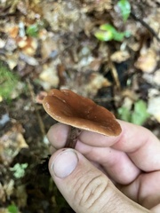 Lactarius fragilis