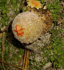 Calostoma ravenelii