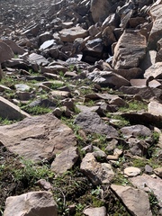 Taraxacum scopulorum