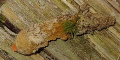 Calostoma ravenelii