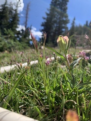 Danthonia intermedia