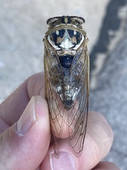 Megatibicen dealbatus