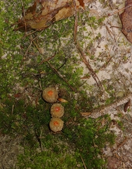 Calostoma ravenelii