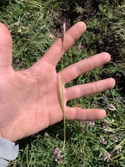 Danthonia intermedia