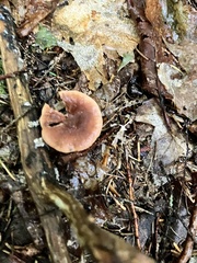 Lactarius fragilis