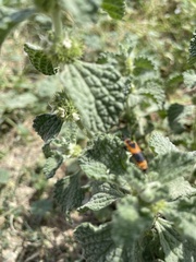 Chauliognathus basalis