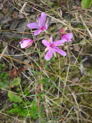 Chamaenerion dodonaei
