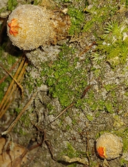 Calostoma ravenelii