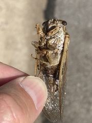 Megatibicen dealbatus