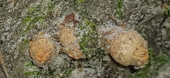 Calostoma ravenelii
