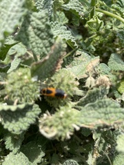 Chauliognathus basalis