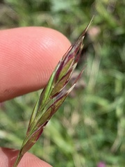 Danthonia intermedia