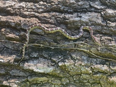 Pantherophis guttatus