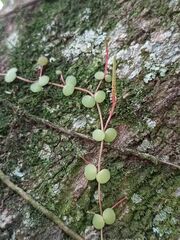 Peperomia circinnata