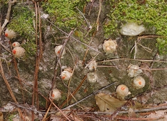 Calostoma ravenelii