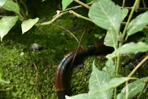 Brown's Coralsnake