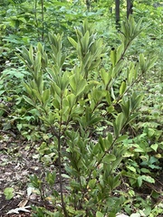 Rhododendron periclymenoides