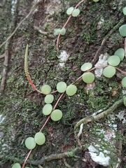 Peperomia circinnata