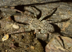 Arctosa maculata