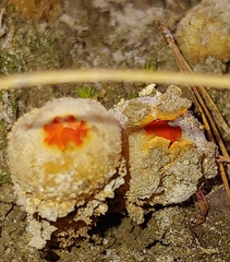 Calostoma ravenelii