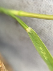 Danthonia intermedia