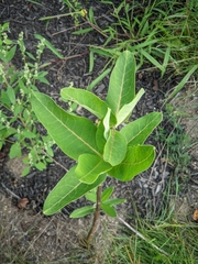Asclepias syriaca