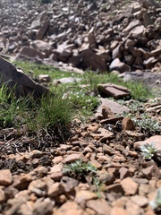 Oreoxis alpina